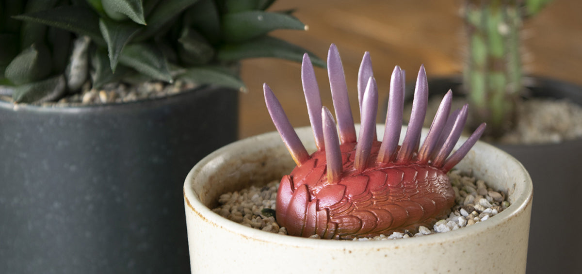 多肉植物 謎 たにログ173 【ダイソー多肉】謎ベリアとバイオレットクイーンの