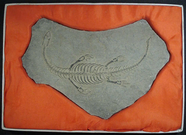 Vol.22 ケイチョウサウルス Vol.22 ケイチョウサウルス