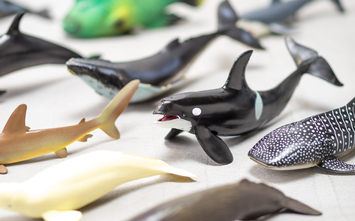 MARINE LIFE ソフトモデル