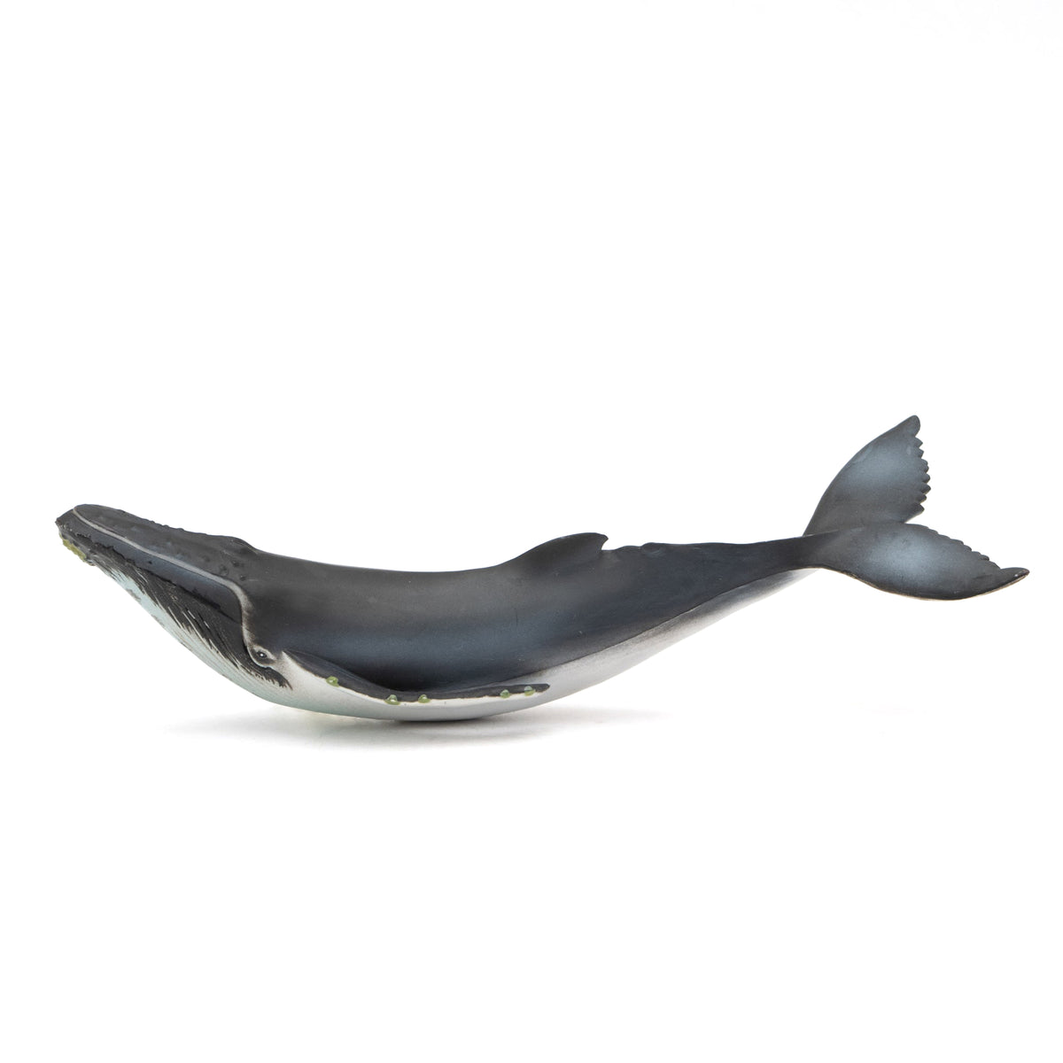 Humpback Whale Soft Model – Favorite official website