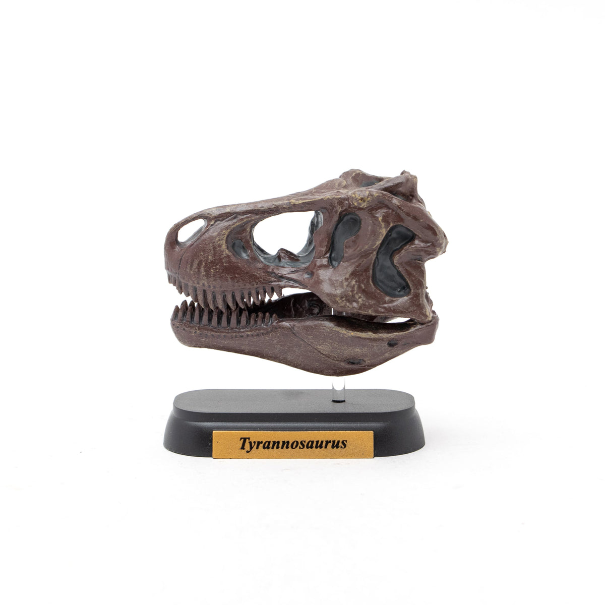 絶版　フェバリットコレクションティラノサウルス　スカル　超希少品 Favorite｜ティラノサウルス スカル ミニモデル｜手のひらに広がる太古