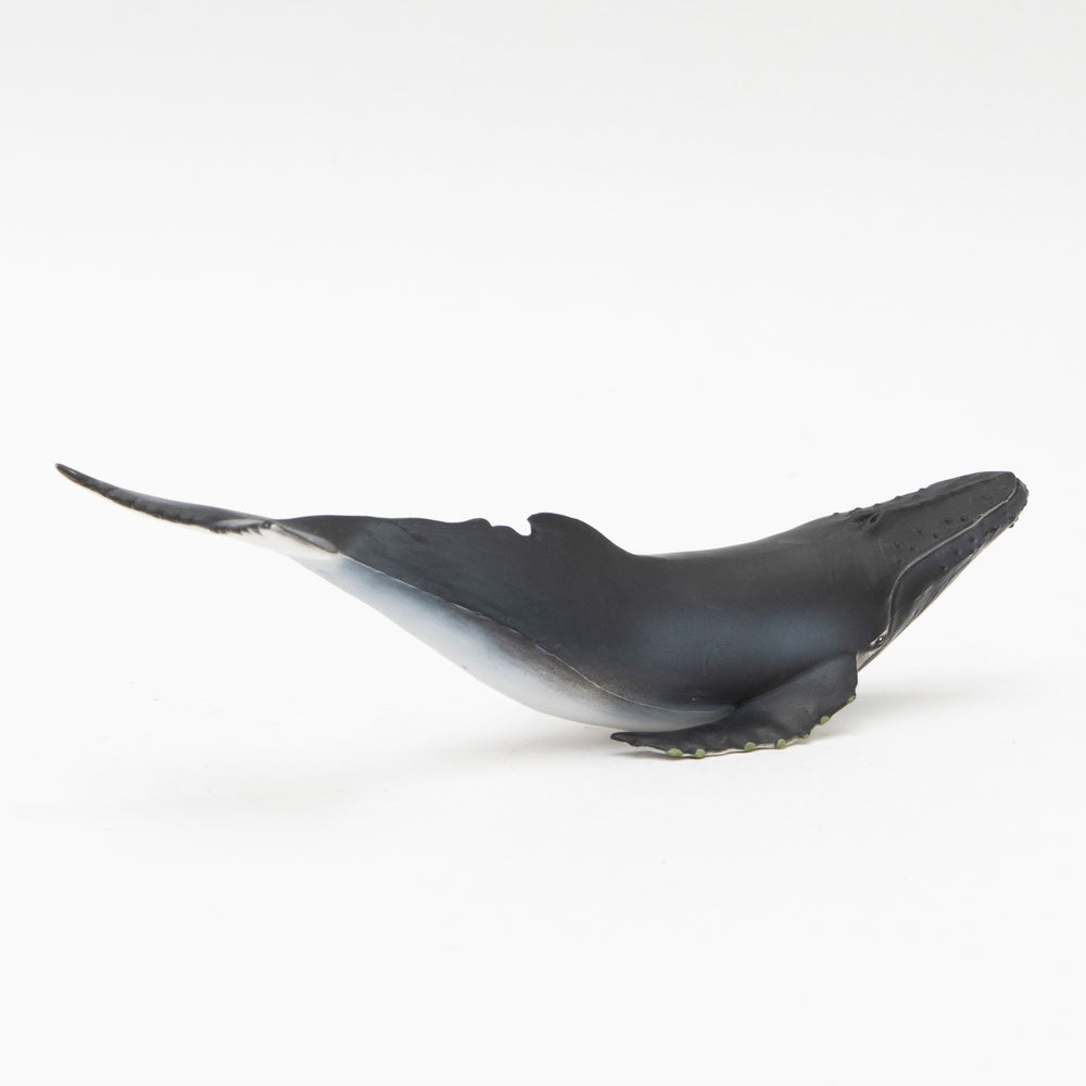 
                  
                    Load image into Gallery viewer, Humpback Whale Soft Model
                  
                