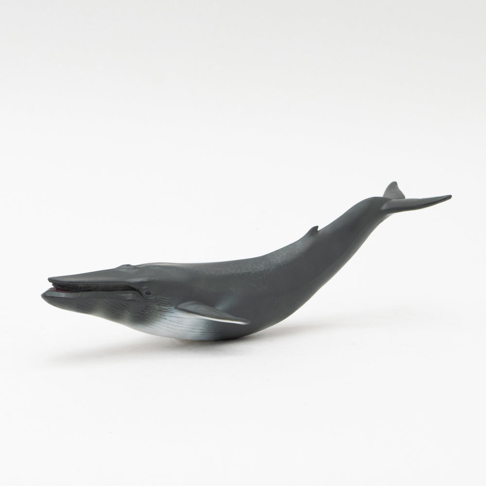 シロナガスクジラ ソフトモデル