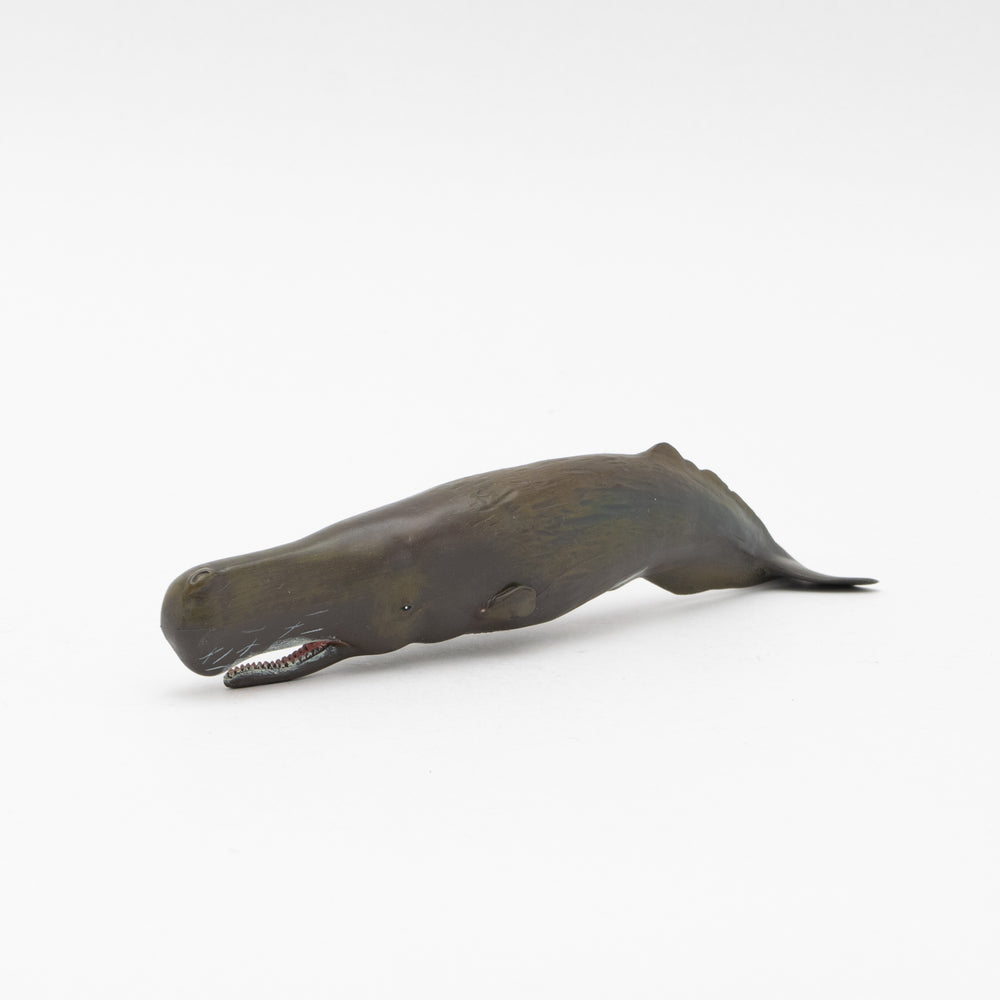 Sperm Whale Soft Model