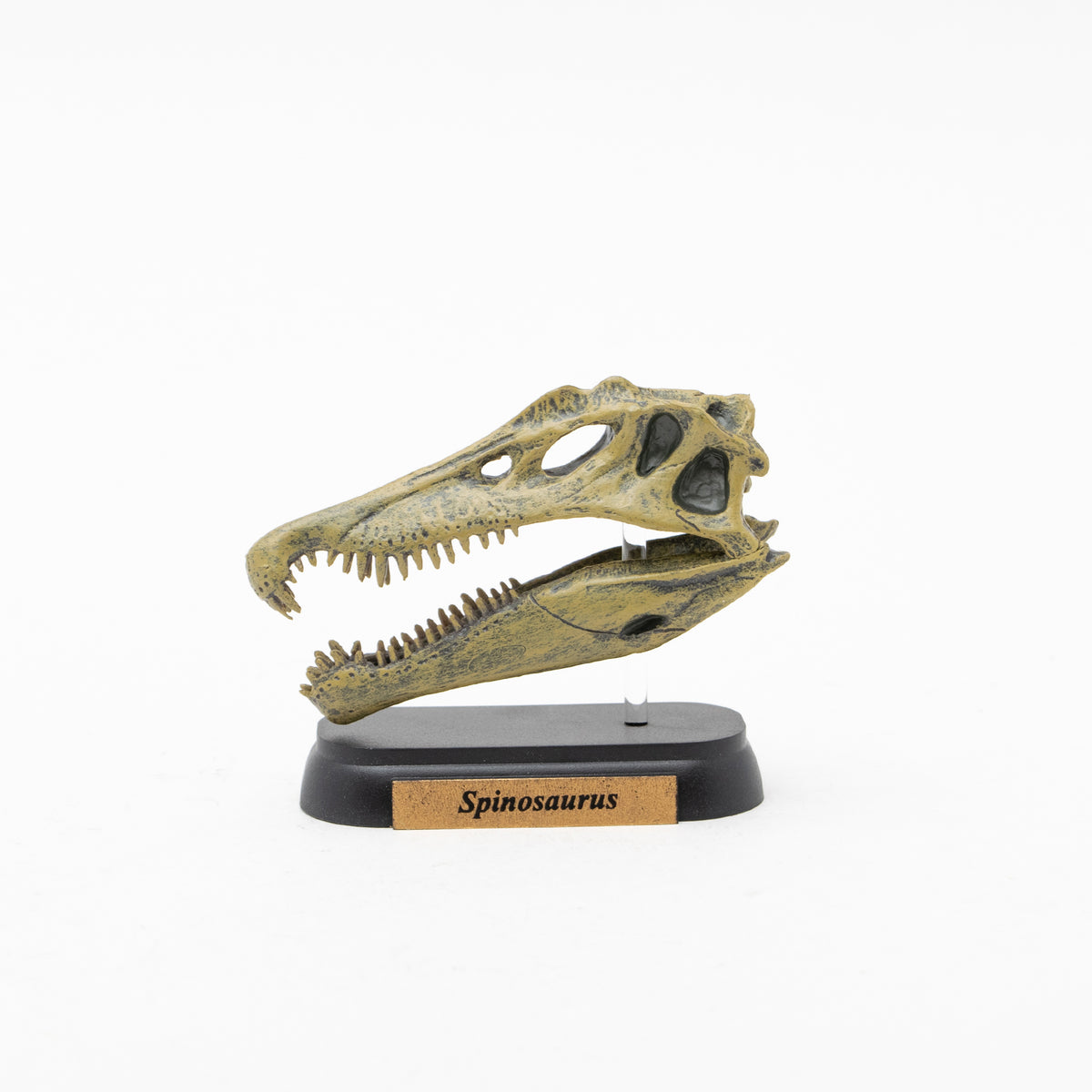 恐竜フィギュア ブラキオサウルス 頭骨スカルモデル(Favorite) - その他