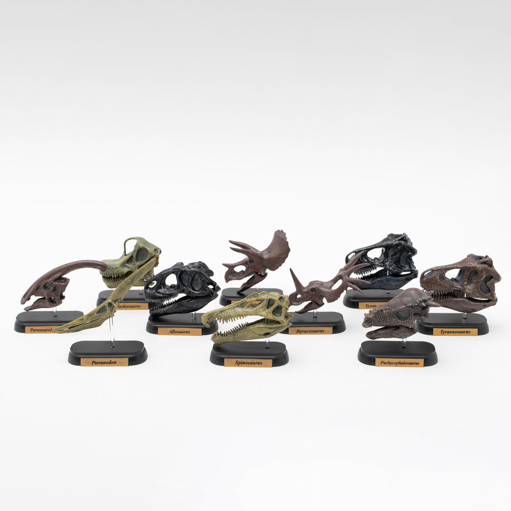 
                  
                    Load image into Gallery viewer, Dinosaur Skull Mini Model Set
                  
                