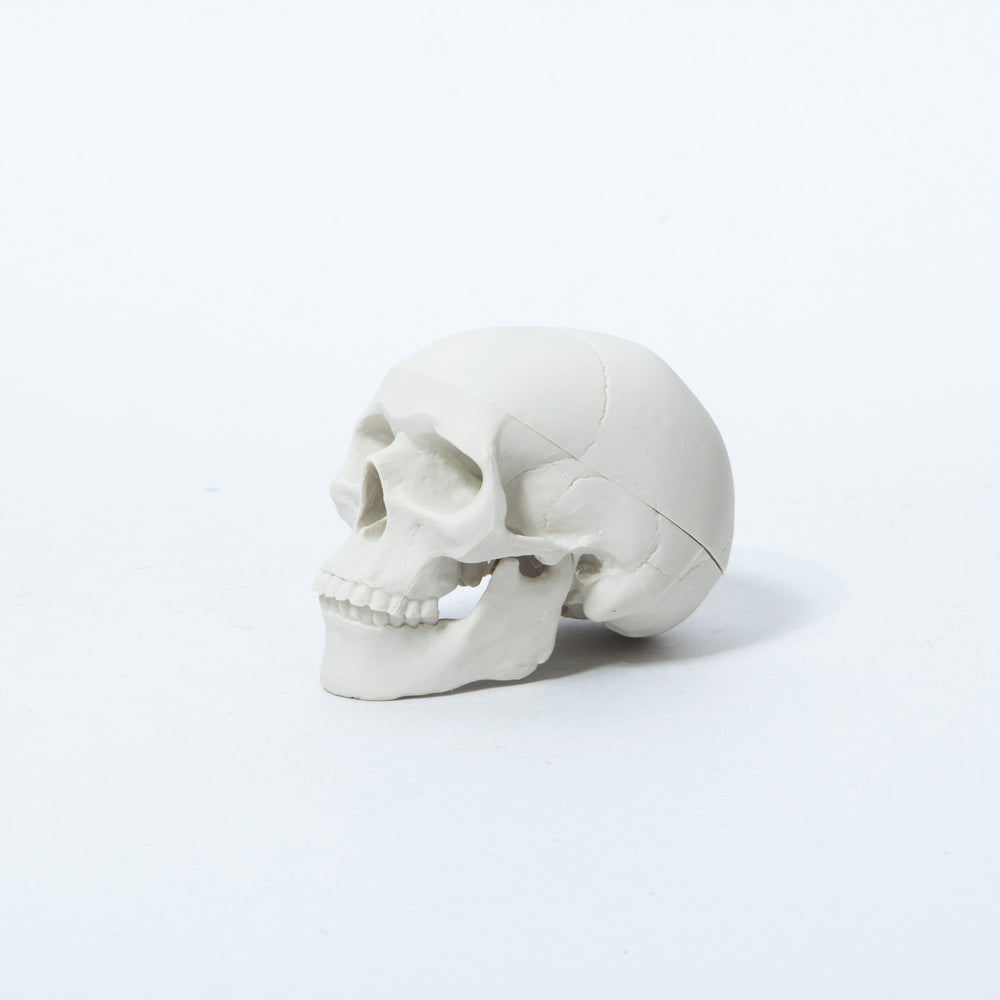 Hone-Keshi Human Skull White