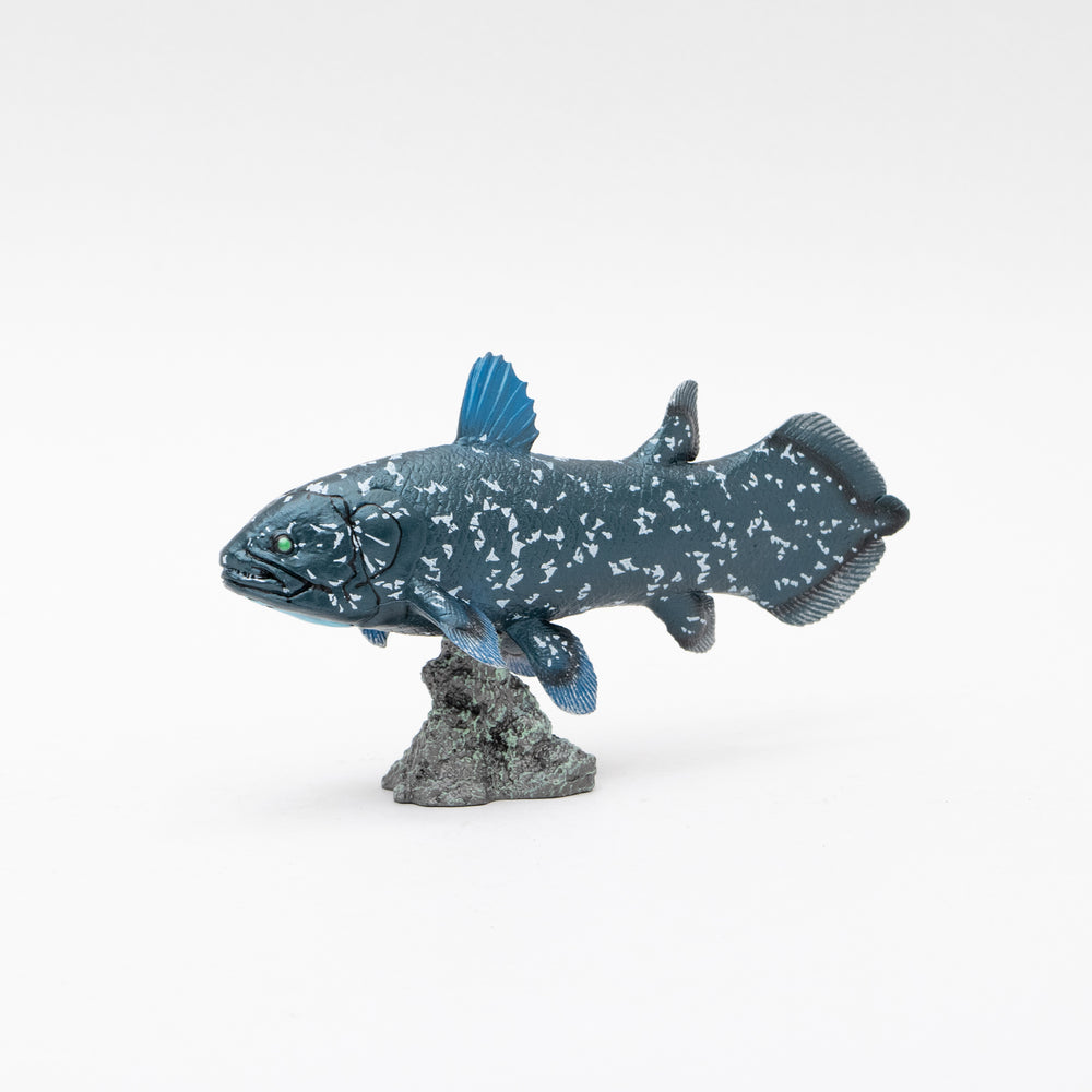 Coelacanth Soft Model