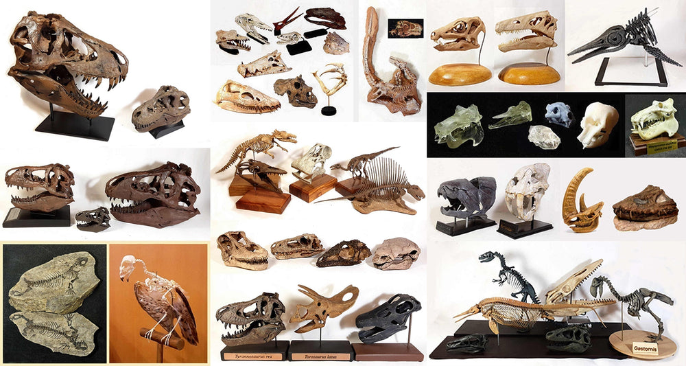 Vol.88 3D Printed Skeletal Replica Encyclopedia – Favorite
