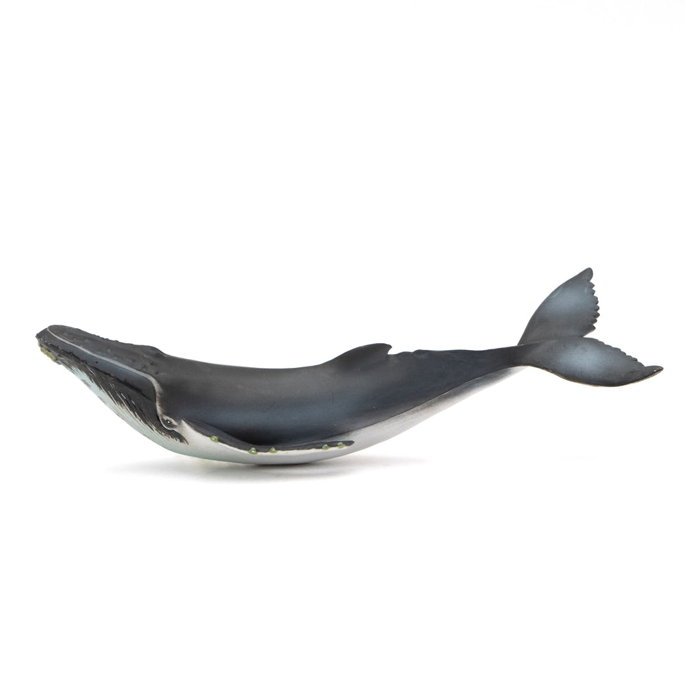Humpback Whale Soft Model – Favorite official website