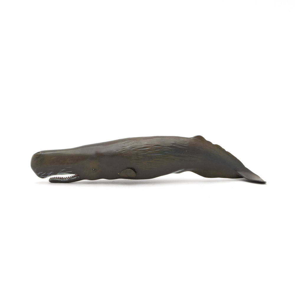 Favorite｜マッコウクジラ ソフトモデル｜ソフト素材を使用した