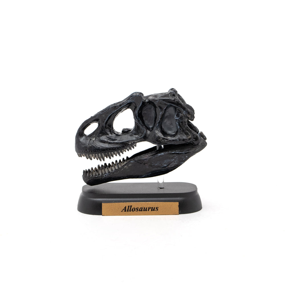 Allosaurus Skull Mini Model – Favorite official website