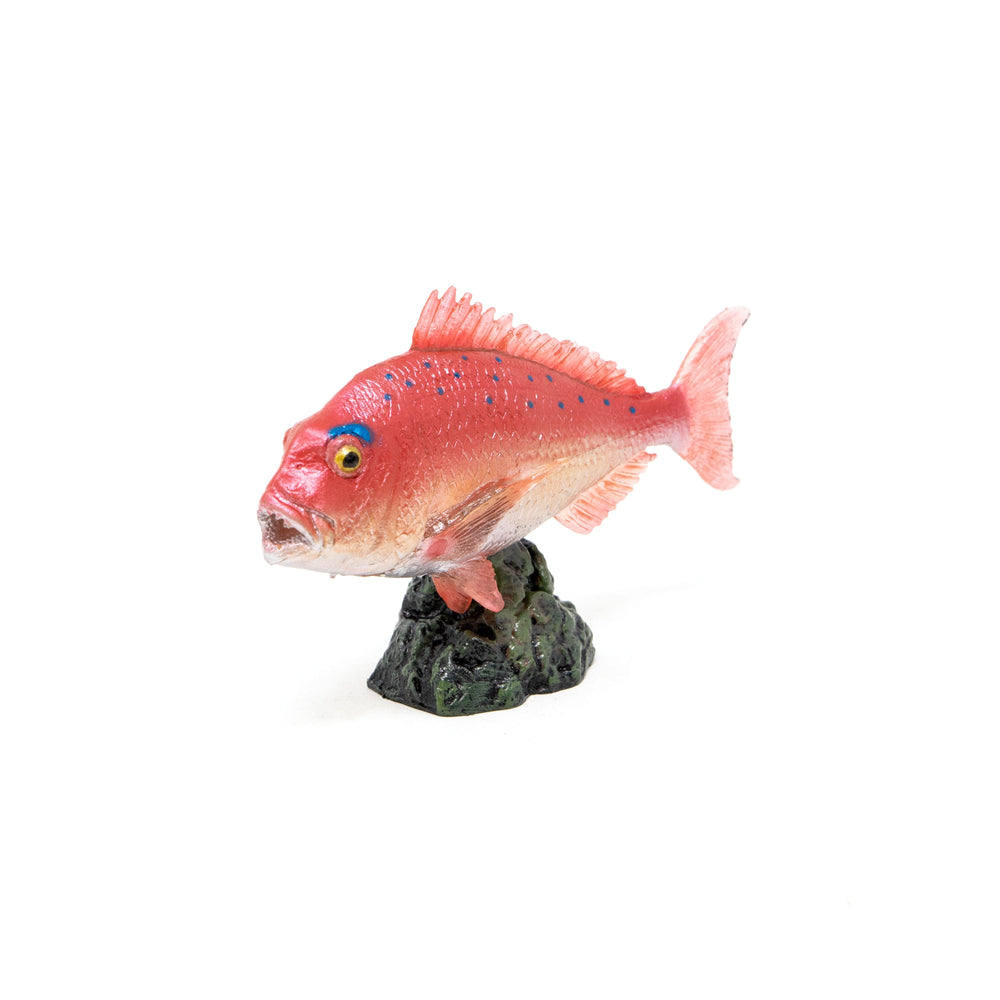 Favorite｜マダイ ミニモデル｜手のひらに広がる魚の世界