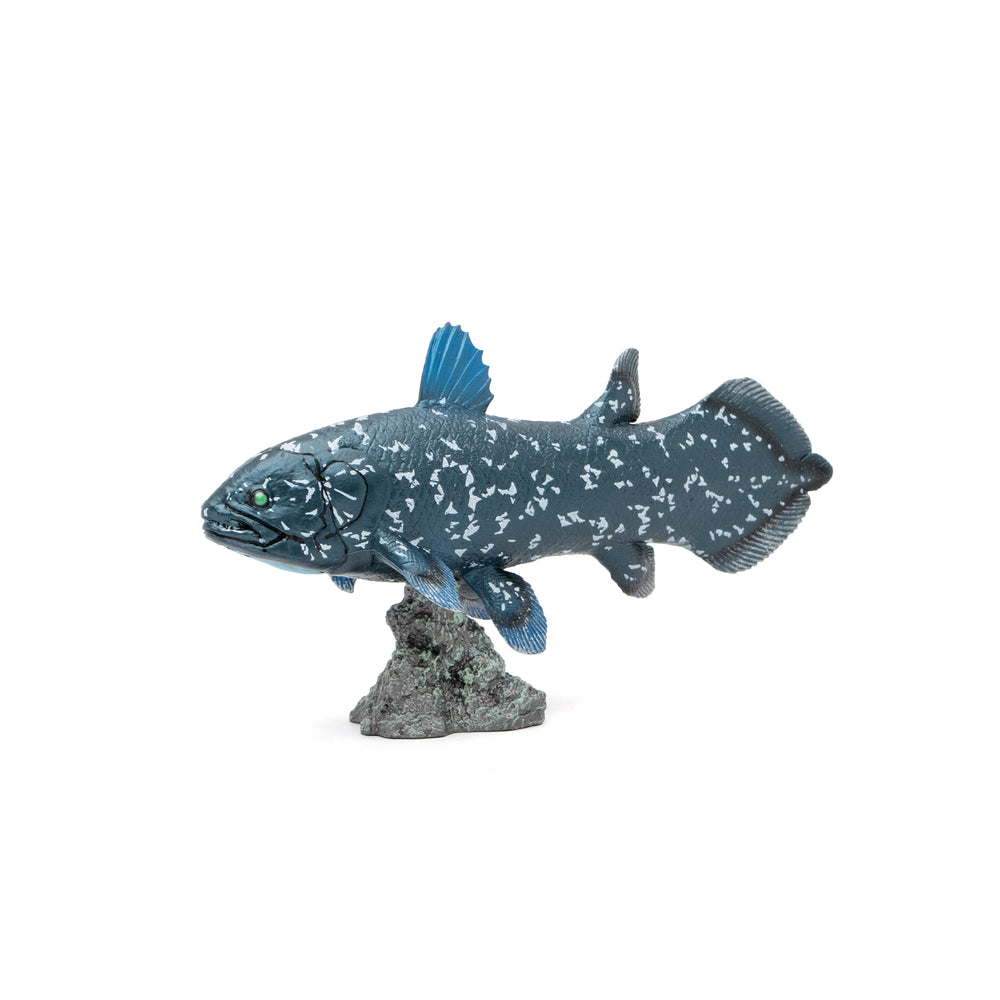 Coelacanthシーラカンス SWIM STANCE CHANGE 2枚 Coelacanth Soft Model – Favorite official website