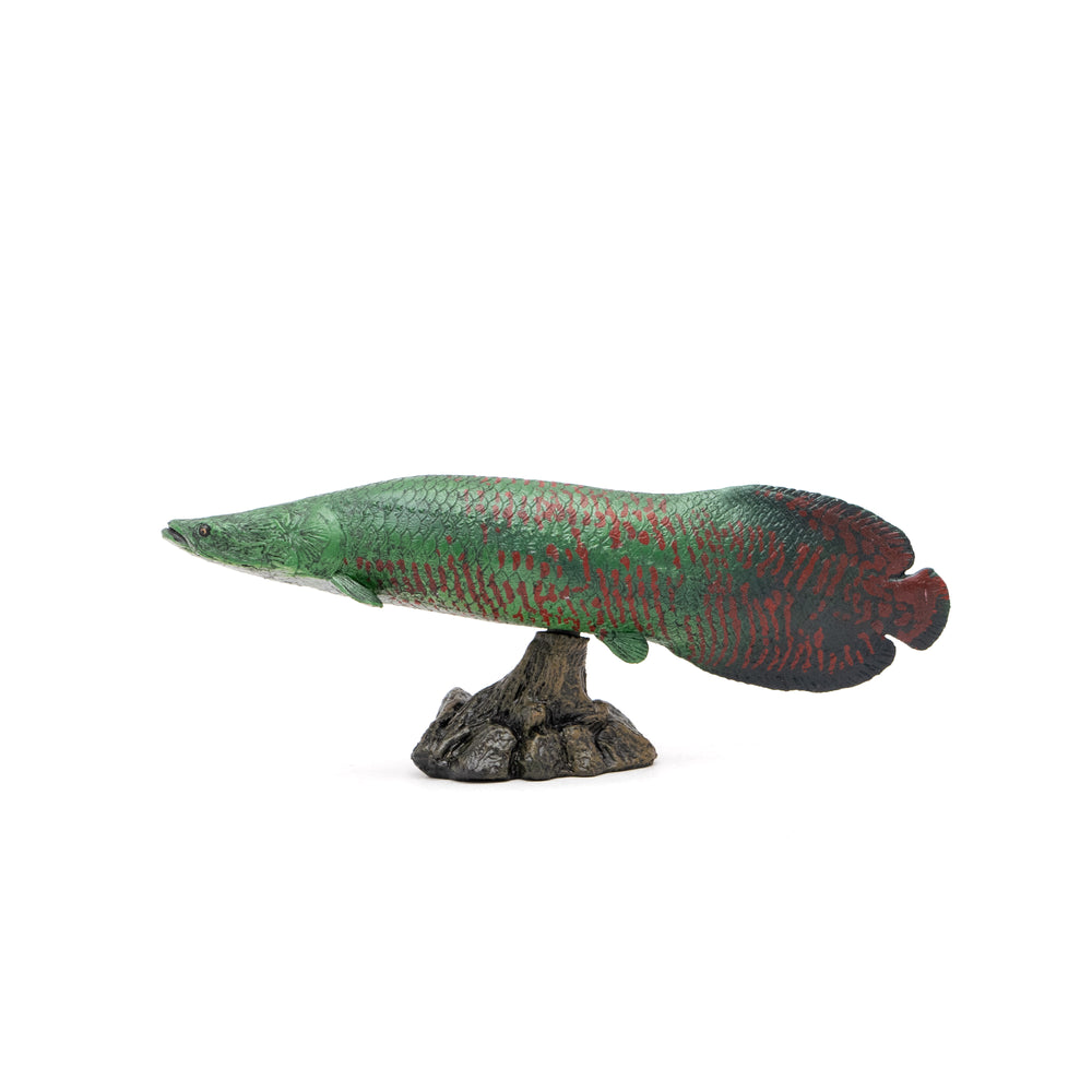 Arapaima Soft Model – Favorite official website