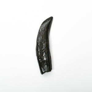 
                  
                    Load image into Gallery viewer, Allosaurus Teeth
                  
                