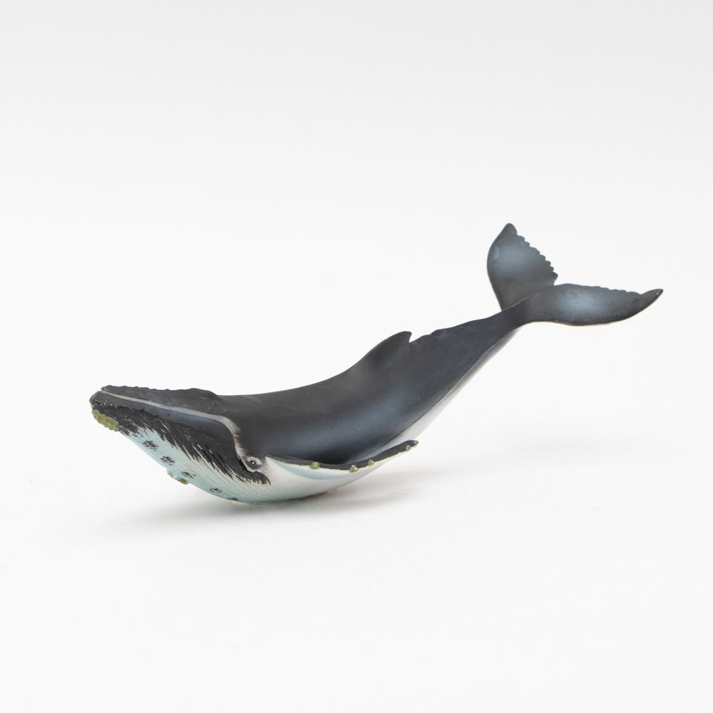 Humpback Whale Soft Model