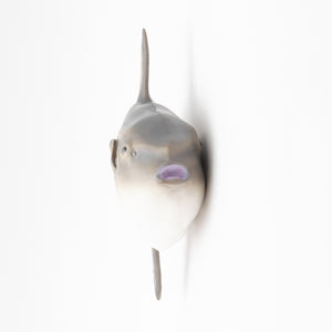 
                  
                    Load image into Gallery viewer, Ocean Sunfish Vinyl Model
                  
                