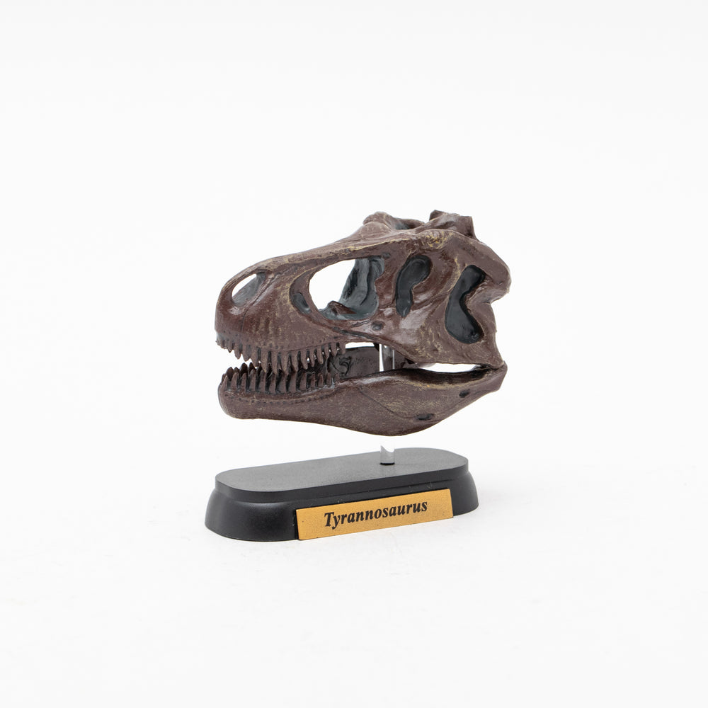Tyrannosaurus Skull Mini Model
