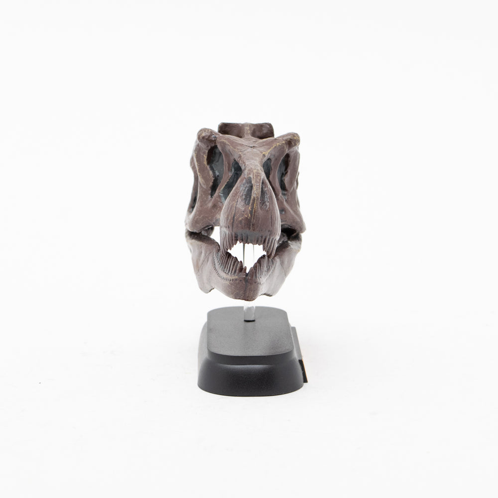 
                  
                    Load image into Gallery viewer, Tyrannosaurus Skull Mini Model
                  
                