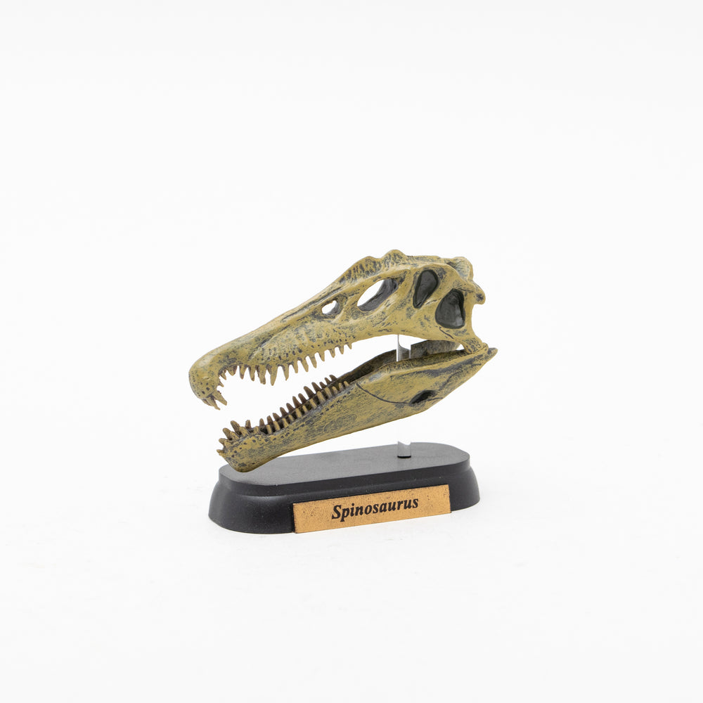 Spinosaurus Skull Mini Model