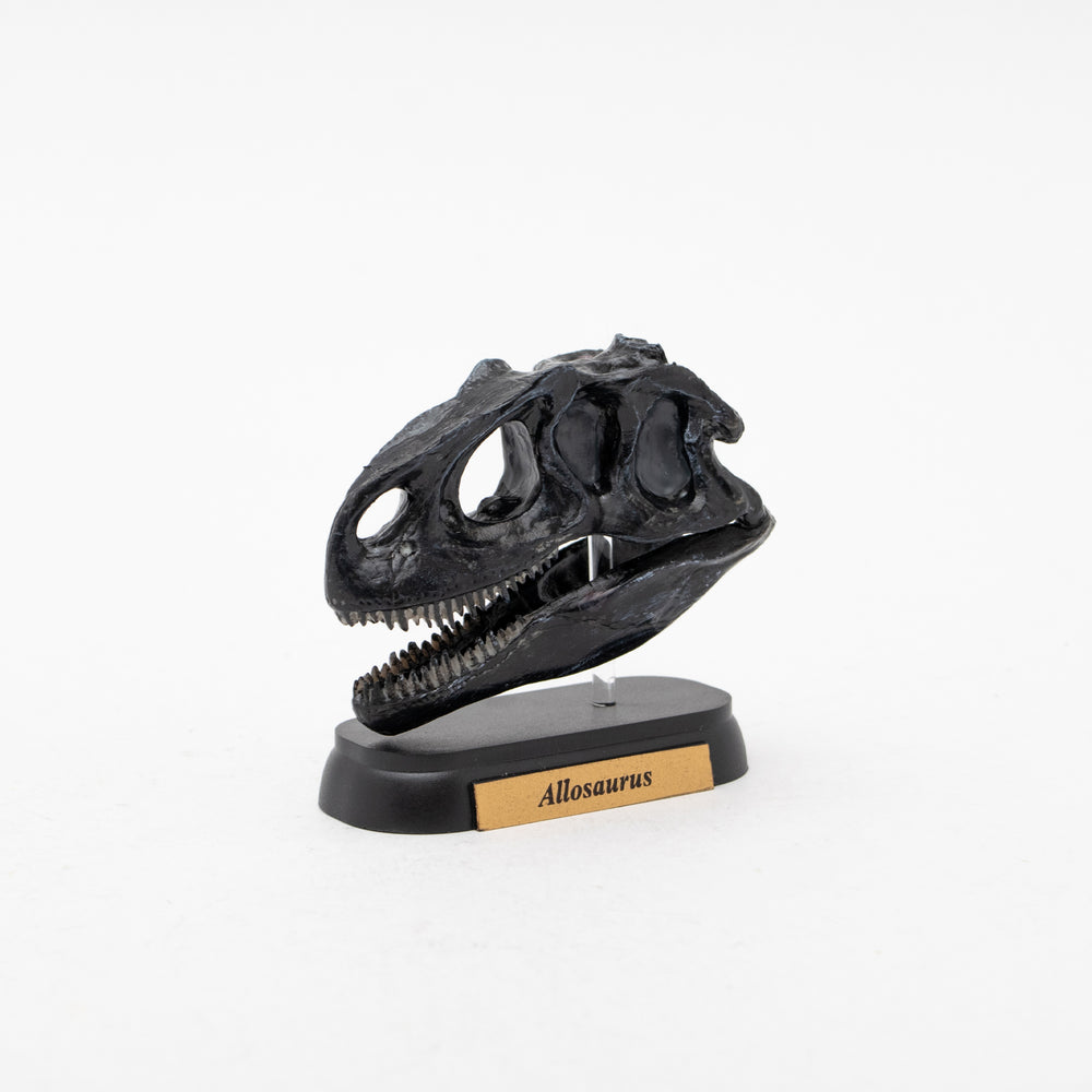 Allosaurus Skull Mini Model