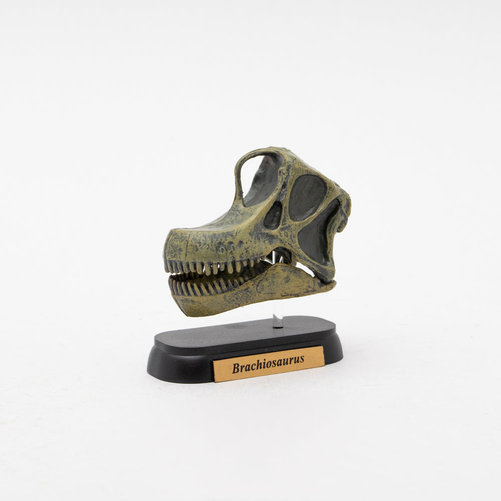 Brachiosaurus Skull Mini Model