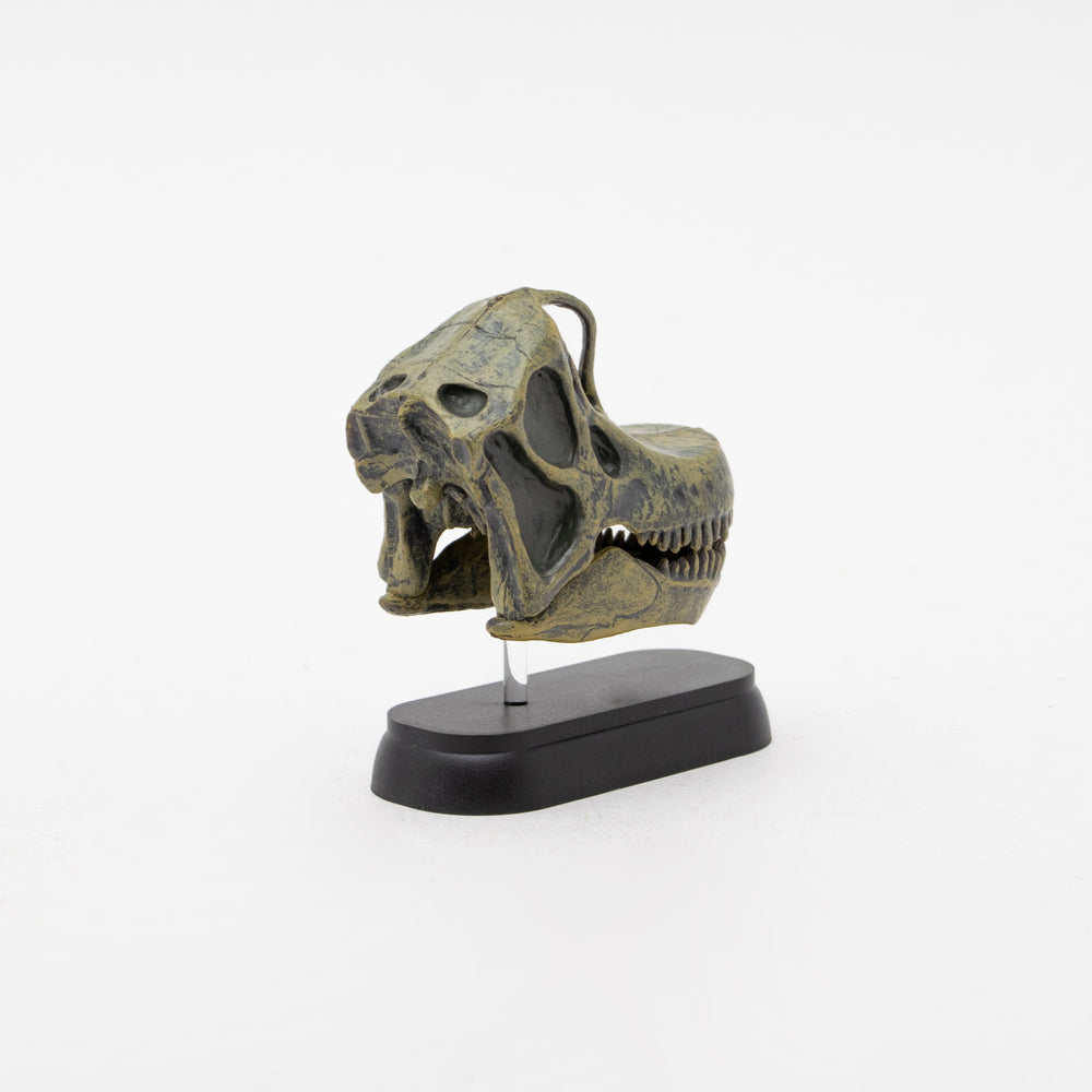 
                  
                    Load image into Gallery viewer, Brachiosaurus Skull Mini Model
                  
                