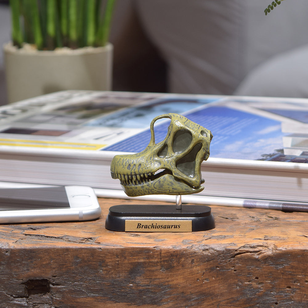 
                  
                    Load image into Gallery viewer, Brachiosaurus Skull Mini Model
                  
                