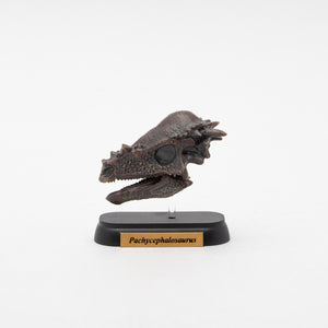 
                  
                    Load image into Gallery viewer, Pachycephalosaurus Skull Mini Model
                  
                