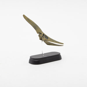 
                  
                    Load image into Gallery viewer, Pteranodon Skull Mini Model
                  
                