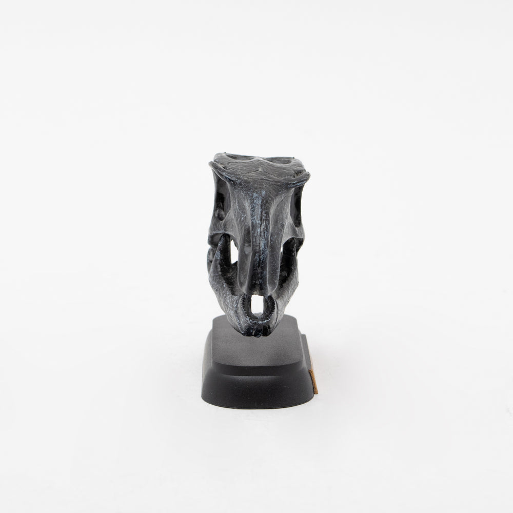 
                  
                    Load image into Gallery viewer, Fukuisaurus Skull Mini Model
                  
                