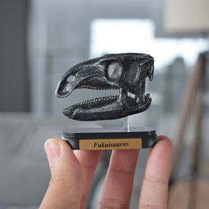 
                  
                    Load image into Gallery viewer, Fukuisaurus Skull Mini Model
                  
                