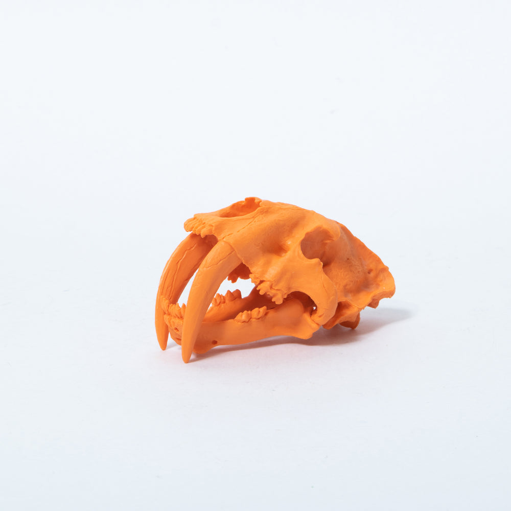 Hone-Keshi Smilodon Skull Orange