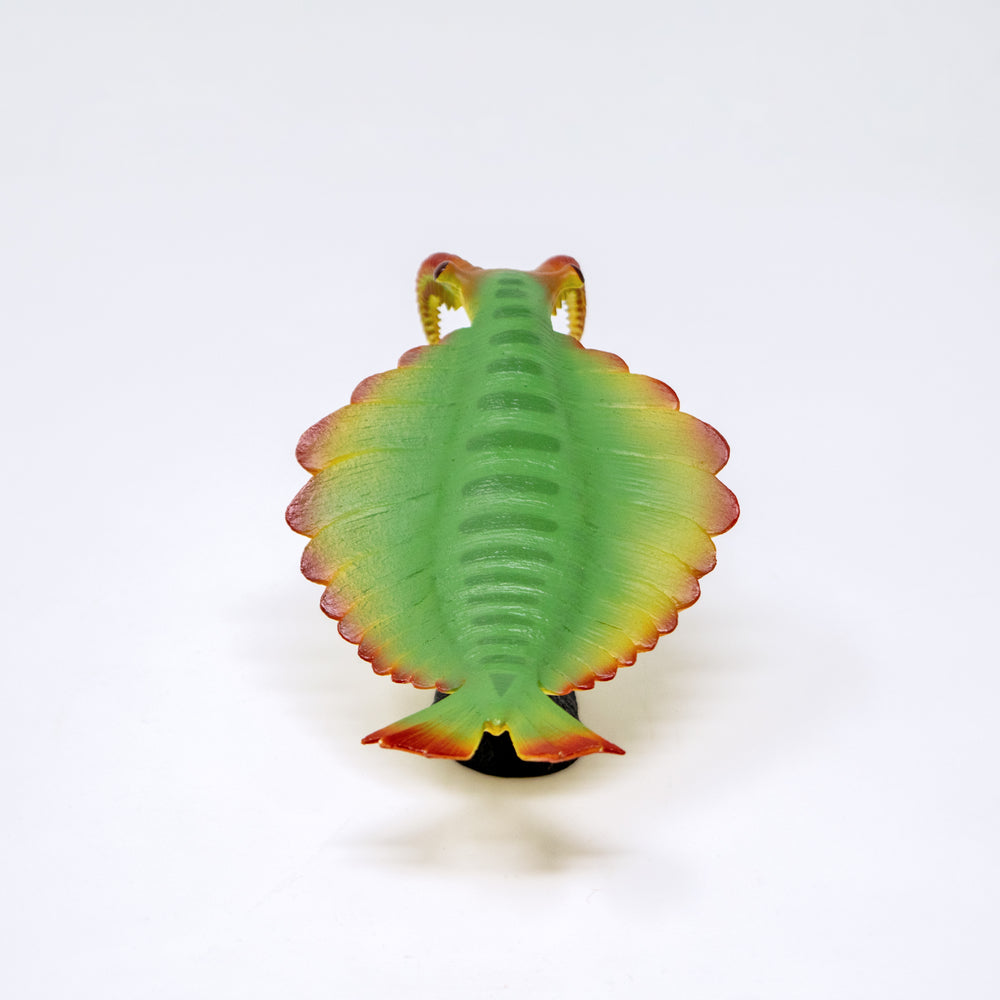 
                  
                    Load image into Gallery viewer, Anomalocaris Soft Model
                  
                